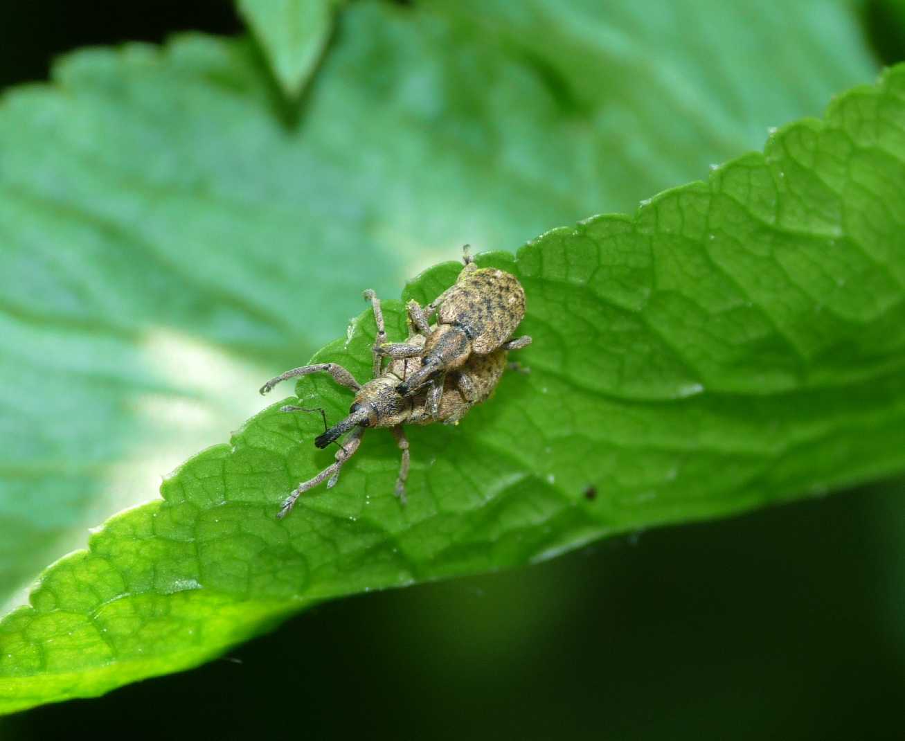 Curculionidi su pianta palustre